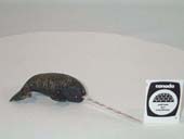 Narwhal