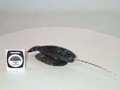 Narwhal